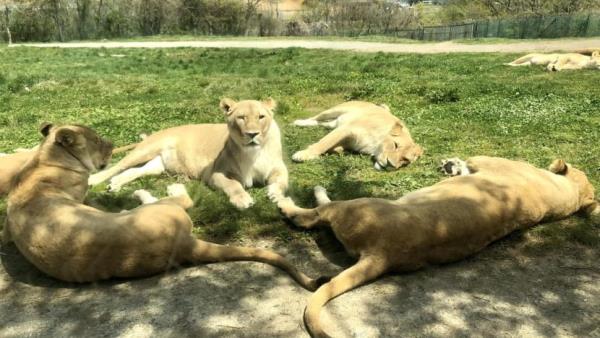 Zookeeper dies after apparent lion attack in Japan