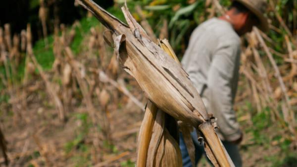 The photo shows a parched ear of corn in a small cornfield that was destroyed in central El Salvador. It is estimated that losses of the staple crops corn and beans in the country, as a result of the impacts of extreme weather events, such as El Ni?o and the historical shortage of rainfall, on local production, will lead to a grain deficit of a<em></em>bout 6.8 million quintals (100-kg). CREDIT: Edgardo Ayala / IPS