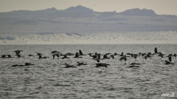 Bird flu detected in Antarctica region for first time