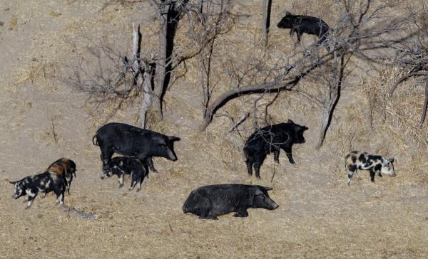 Minnesota, North Dakota and Mo<em></em>ntana and other northern states are making preparations to stop a threatened invasion from Canada. 