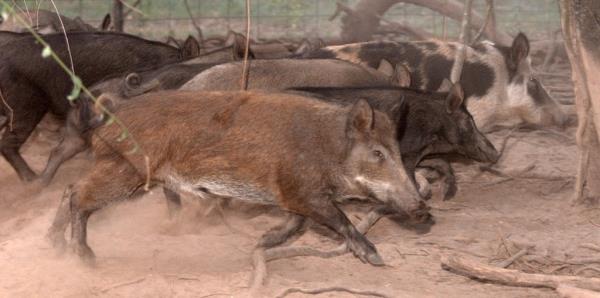 Canada’s problem with wild pigs dates back to the 1980s when it encouraged farmers to raise wild boar. 