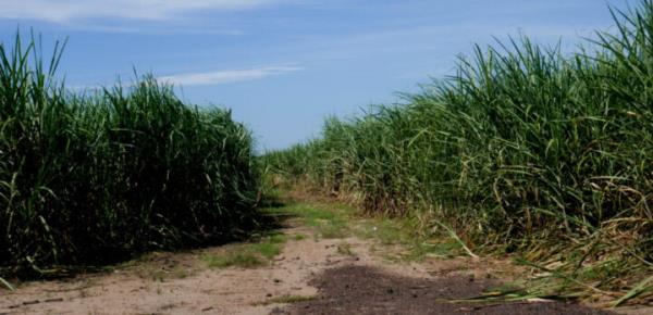  Sugarcane monoculture, practiced by families that have invaded and grabbed land in the coastal area of Bajo Lempa, in southern El Salvador, has damaged the fragile ecosystem of the area, as it encourages the intensive use of agrochemicals and the burning of sugarcane fields, which often reaches the crops of riverbank communities. CREDIT: Edgardo Ayala / IPS