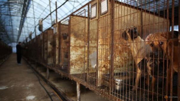 South Korean farmers scuffle with police at protest over dog meat ban