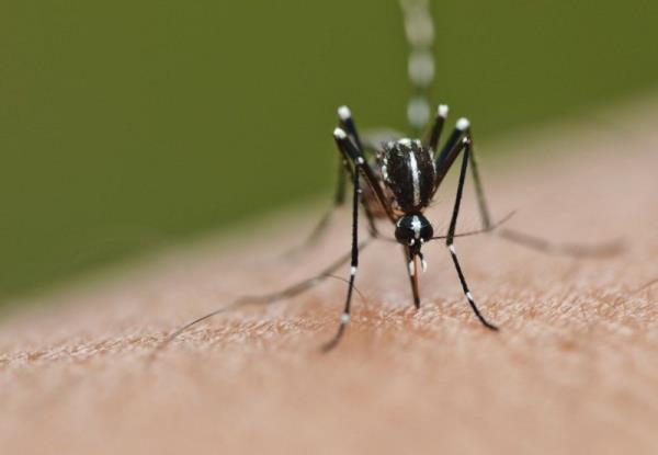 Dengue cases up by 11.2pc natio<em></em>nwide from Nov 26 to Dec 2, one death reported, says Health D-G