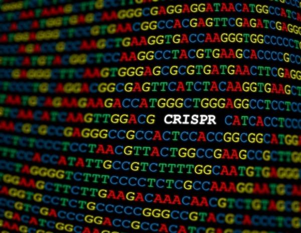 MD安德森和SNIPR BIOME联手推进新的基于crispr的微生物组疗法
