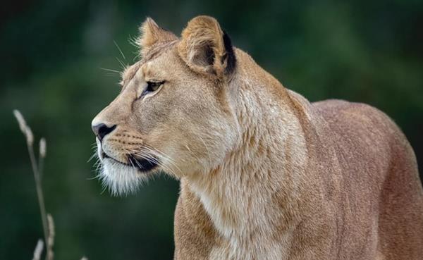 Man Attacked By Lion In Pakistan While Trying To Take Selfie With It