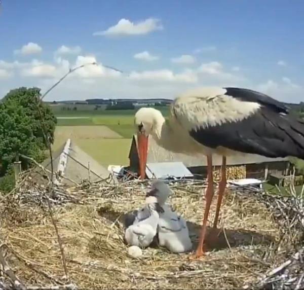 White Storks reduce their broods in times of stress. Credit: X/ @TheFigen_