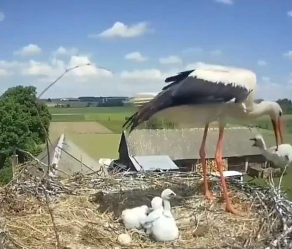 The White Stork didn't hesitate to throw her chick out of the nest. Credit: X/ @TheFigen_