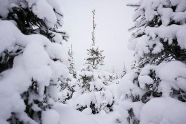 Snow covers spruces at a Christmas tree farm near Avinurme, eastern Estonia, Saturday, Dec. 9, 2023. Christmas trees started appearing in Central Europe and the Baltic States, including Estonia, as early as the Middle Ages and have now become traditio<em></em>nal across much of the world. (AP Photo/Pavel Golovkin)