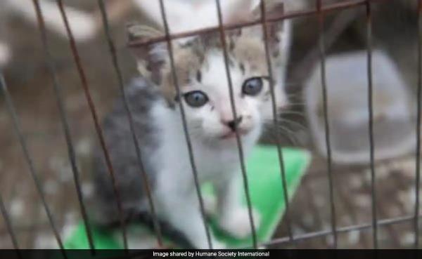 Vietnam Restaurant That Drowned, Killed 300 Cats A Mo<em></em>nth For Soup Shuts Down