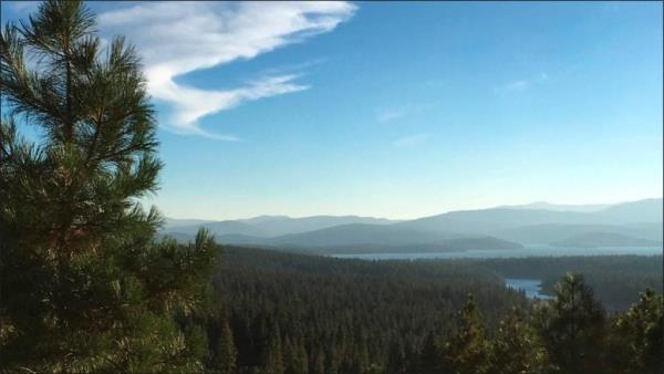 Overlooking Po<em></em>nderosa Pine Forest