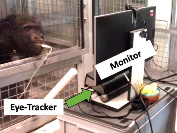 An ape looks at pictures on a monitor.