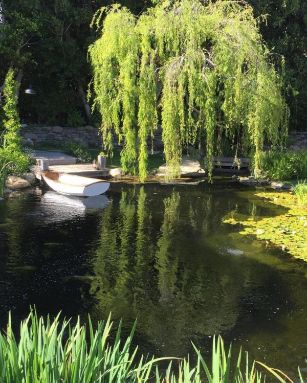 Weeping willow in front of pond 