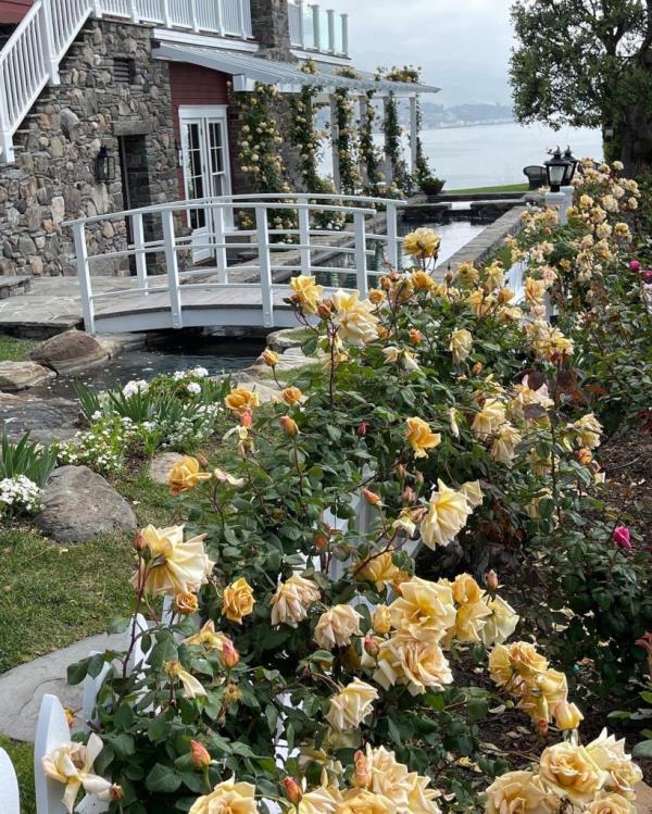 Rose bushes in front of a bridge across a water feature