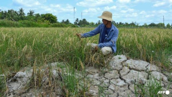 Vietnam's 'rice bowl' cracks in mo<em></em>nster heatwave