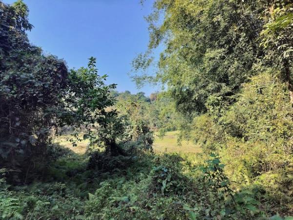 The o<em></em>nce derelict ground that Bordoloi took on lease is now a flourishing food forest today in So<em></em>napur – a<em></em>bout 30kms from Guwahati city in Assam, India. Credit: Sanskrita Bharadwaj/IPS