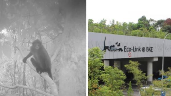 Critically endangered mo<em></em>nkey spotted on Singapore eco bridge, suggesting species could be expanding habitat