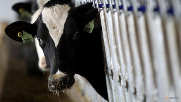 USDA to test ground beef in US states with outbreaks of bird flu in dairy cows