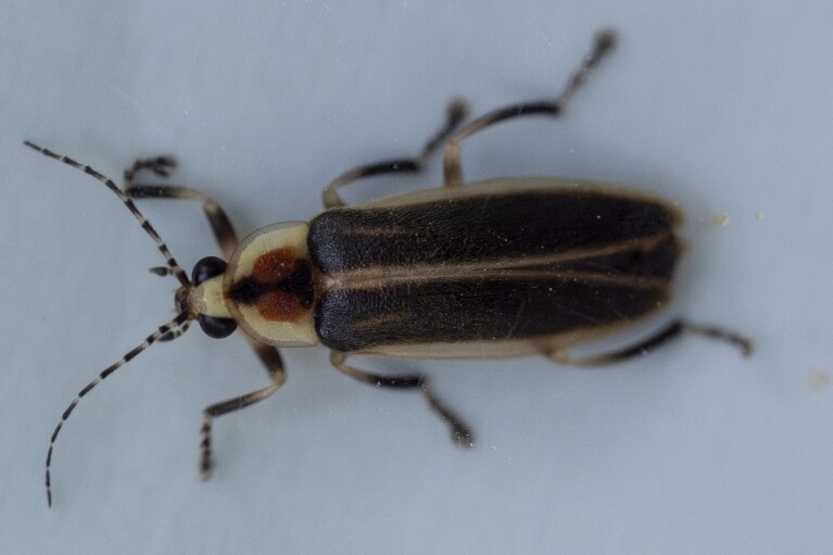 The topside of a female Photuris versicolor firefly is observed in a specimen bag at Cedar Bog Nature Preserve on Friday, July 5, 2024, in Urbana, Ohio. This firefly was released back into its habitat. (AP Photo/Carolyn Kaster)