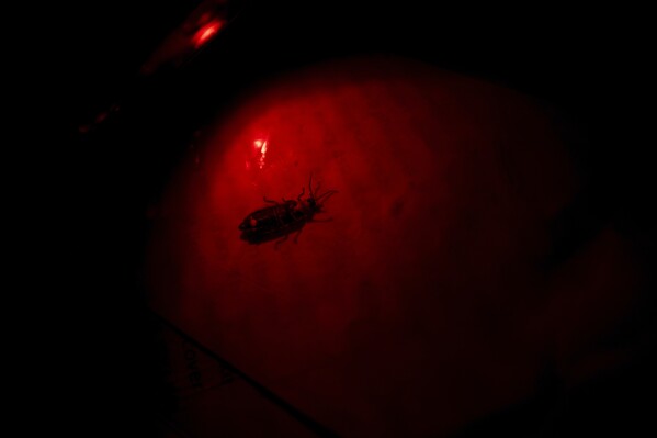 Sergio Henriques, Invertebrates Conservation Coordinator at the Global Center for Species Survival at the Indianapolis Zoo, examines a female firefly of the Photinus genus with a red light at the Beanblossom Bottoms Nature Preserve in Ellettsville, Ind., Friday, June 28, 2024. (AP Photo/Carolyn Kaster)