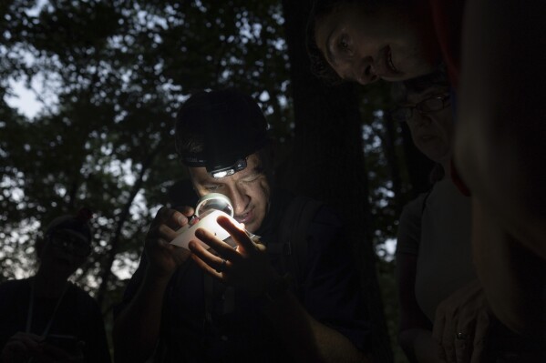 Firefly researcher and guide Matthew Speights looks through a magnifier at a firefly in a specimen bag on Friday, June 21, 2024, near Cincinnati. The firefly was released back into its habitat. (AP Photo/Carolyn Kaster)