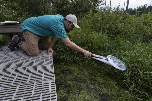 Sergio Henriques, Invertebrates Conservation Coordinator at the Global Center for Species Survival at the Indianapolis Zoo, uses a net to look for fireflies on a swampy trail at the Beanblossom Bottoms Nature Preserve in Ellettsville, Ind., Friday, June 28, 2024. (AP Photo/Carolyn Kaster)