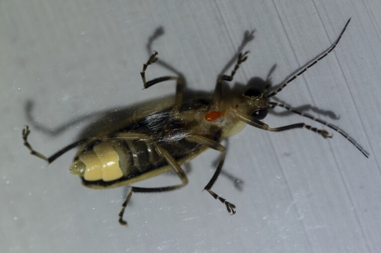 A red mite attached to the underside of a male Photuris versicolor firefly is observed in a specimen bag at Cedar Bog Nature Preserve on Friday, July 5, 2024, in Urbana, Ohio. This firefly was released back into its habitat. (AP Photo/Carolyn Kaster)