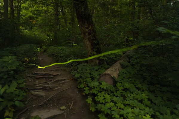 A long, slow-moving trail of light created by a Blue Ghost firefly is visible late Saturday, June 22, 2024, near Cincinnati. Fireflies produce a chemical reaction inside their bodies, allowing them to light up. This type of light production is called bioluminescence. (AP Photo/Carolyn Kaster)