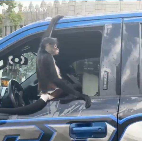 monkey hanging out window of vehicle