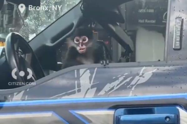 Small monkey face peeking out of a truck's open window.