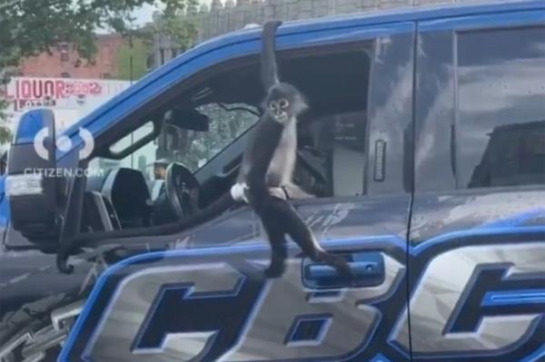 Cute monkey dangling out of a pickup truck's open window.