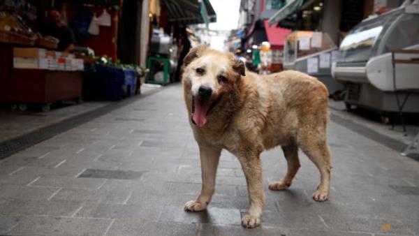 Türkiye passes law to round up stray dogs, opposition vows appeal