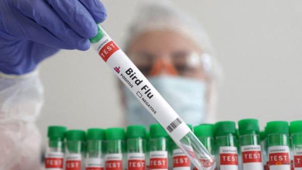 New push for mRNA bird flu vaccine development: WHO