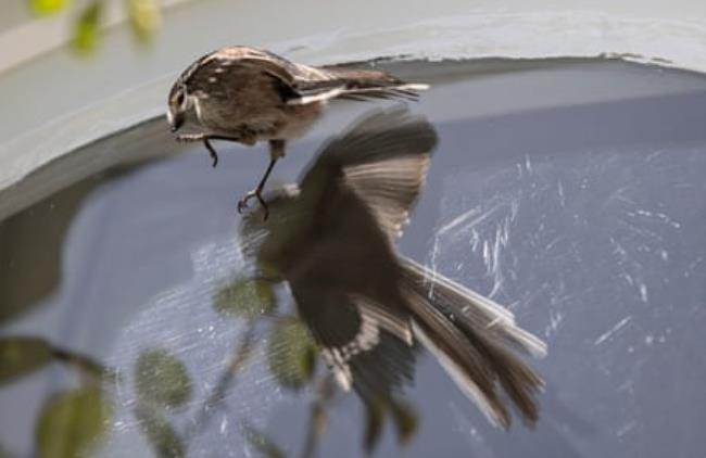 A brown bird with one foot raised and one against the glass of a window