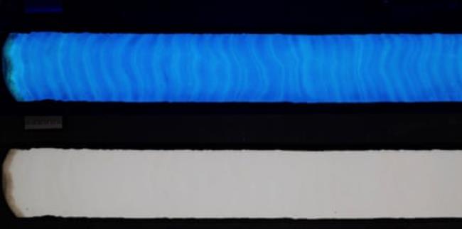 A coral core under visible light (left) and UV light (right)