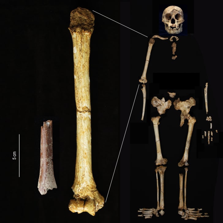 The newly analyzed humerus fragment shown at the same scale as the humerus of ‘Homo floresiensis’ from Liang Bua.