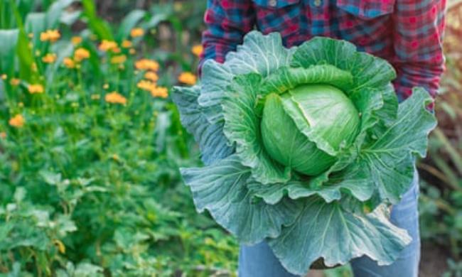 A cabbage. Not pictured: a man, a goat or their boat.