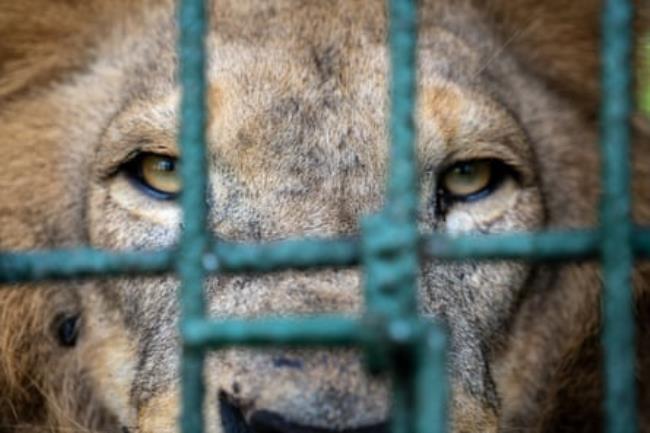 A closeup of a tiger’s face through the bars of a cage.