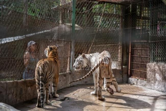 Lourdes Alvarado of the Forest Co<em></em>nservation Institute (ICF) visiting the tigers, one of which is suffering from hip dysplasia, in Joya Grande zoo, Honduras. 