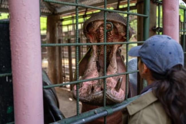 A hippo with its mouth open wide stands behind the bars of a cage, while a woman wearing a blue cap looks on