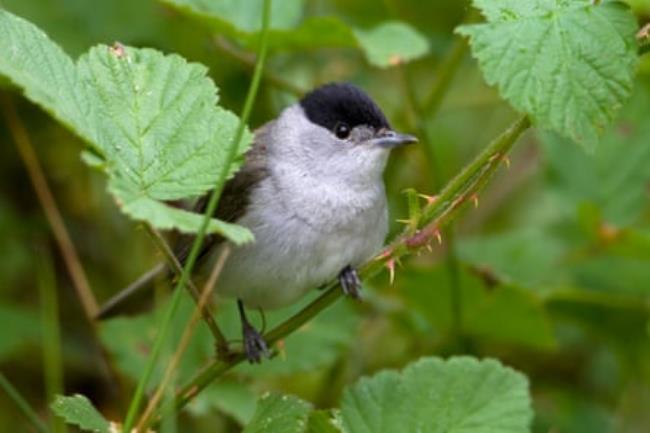 Blackcap, Sylvia atricapilla, perched among brambles.