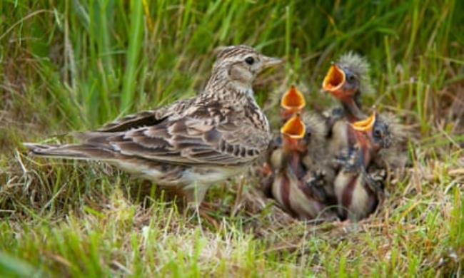 A skylark feeding its young at a nest.