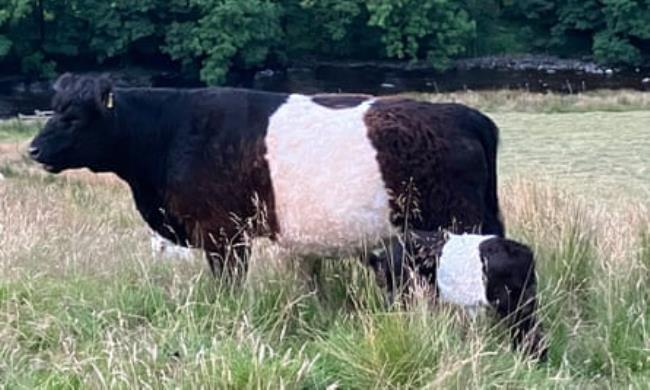 Anto<em></em>nella the calf among the tall grass.