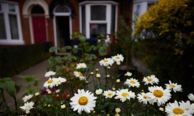 Daisies in a garden