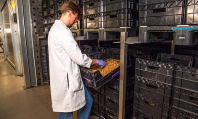 man in white coat with crates of maggots