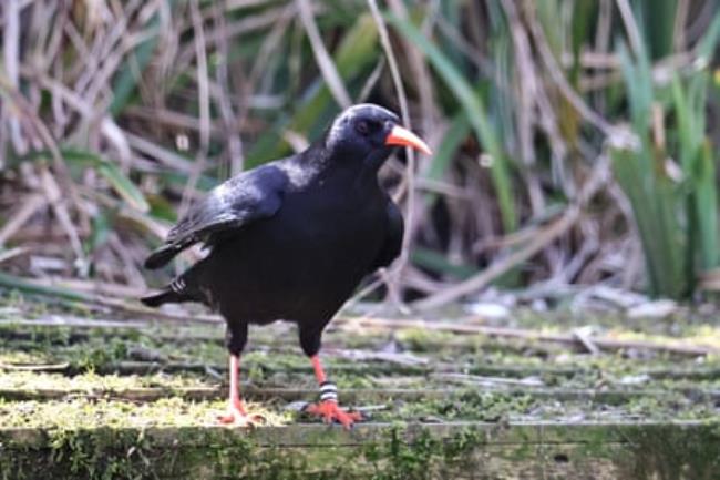 A chough