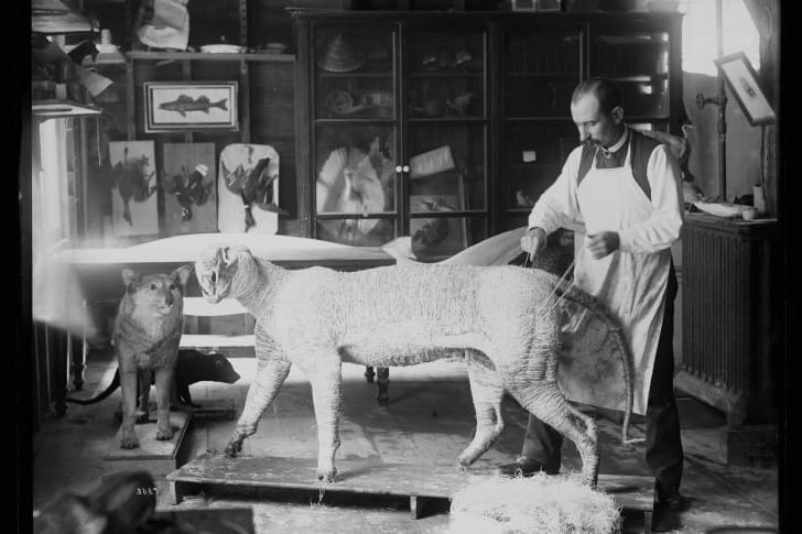 Taxidermist William Temple Hornaday works on a tiger model in the Smithsonian’s model and taxidermy shop in 1884.