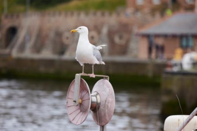 A gull perchs on a pulley