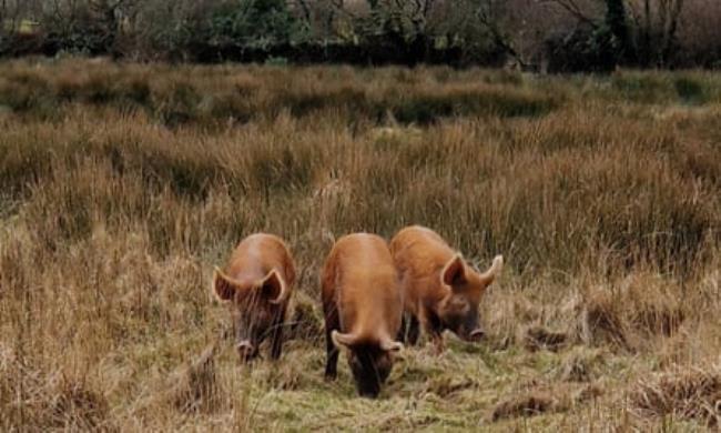 Tamworth pigs at Helman Tor