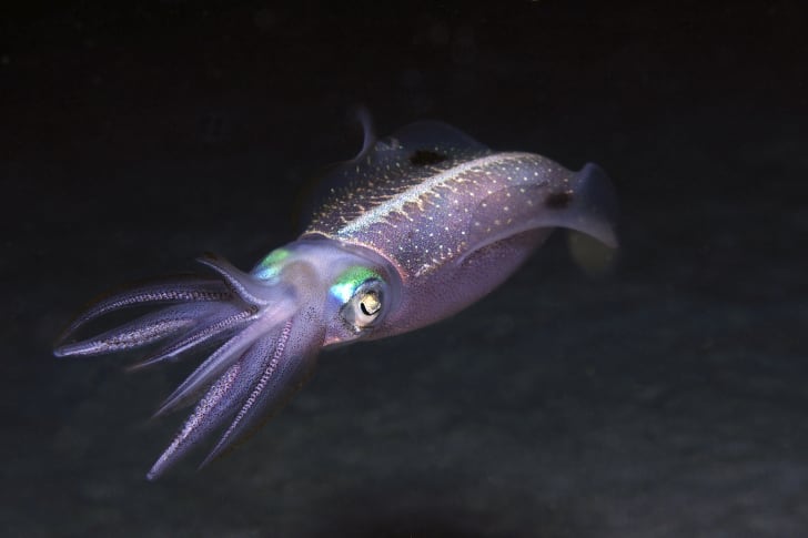 Caribbean reef squid at night.